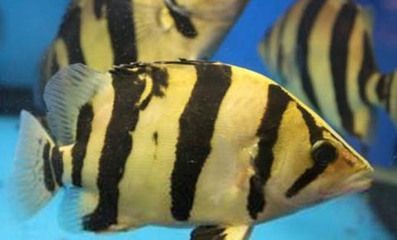 龍魚為什么一開燈就趴缸（龍魚一開燈就趴缸可能與光照變化、潛在健康問(wèn)題有關(guān)）