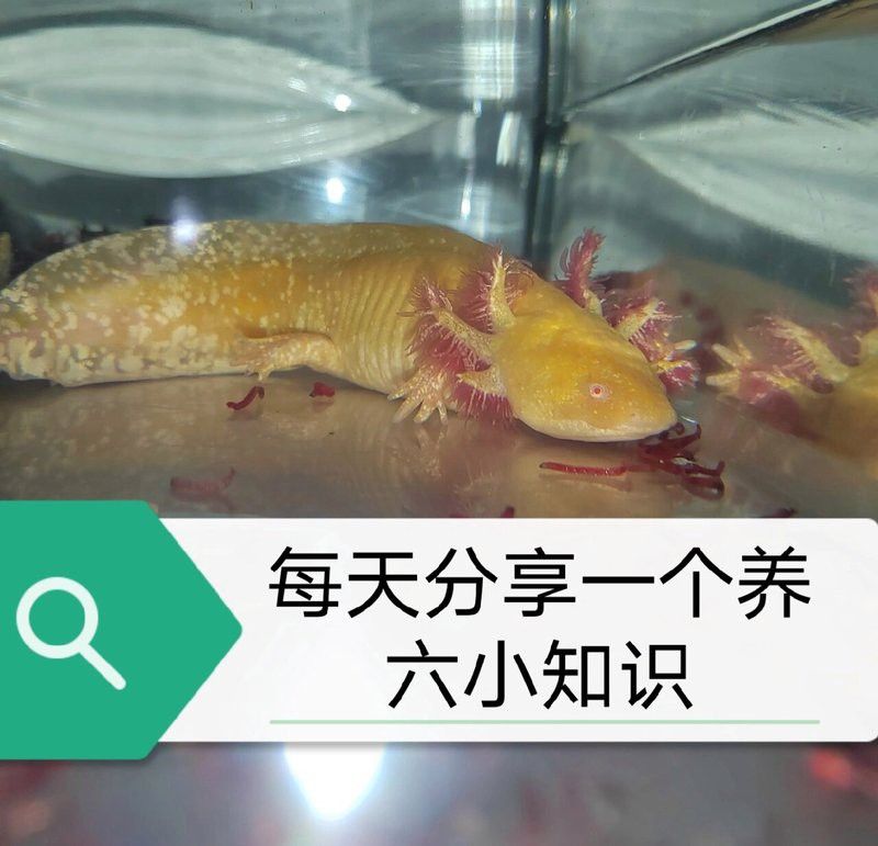 六角恐龍魚會跳缸嗎為什么