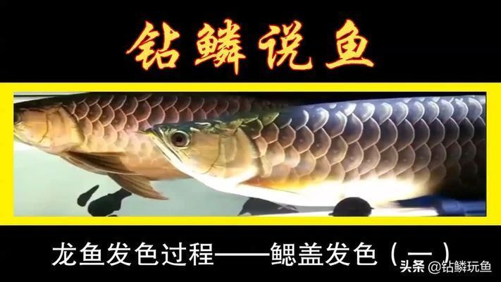 龍魚發(fā)色階段詳解視頻大全:如何判斷龍魚發(fā)色成熟 龍魚百科 第3張 龍魚發(fā)色階段詳解視頻大全:如何判斷龍魚發(fā)色成熟 龍魚發(fā)色階段詳解視頻大全:如何判斷龍魚發(fā)色成熟 龍魚百科 第3張
