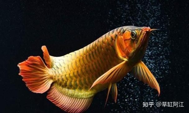 龍魚什么顏色招財(cái)，紅色龍魚選購(gòu)指南黑色龍魚風(fēng)水講究黑色龍魚養(yǎng)護(hù)風(fēng)水講究