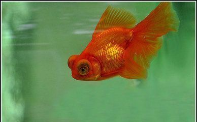 龍魚什么顏色招財，紅色龍魚選購指南黑色龍魚風水講究黑色龍魚養護風水講究