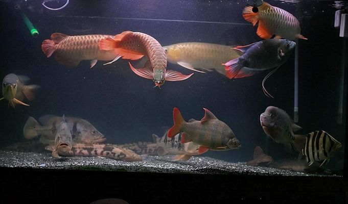 龍魚什么顏色招財，紅色龍魚選購指南黑色龍魚風水講究黑色龍魚養護風水講究