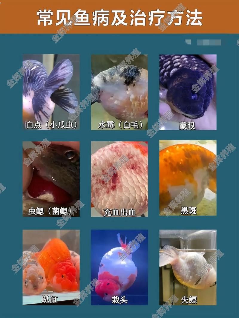 銀龍魚身上長白點(diǎn)了怎么辦圖片