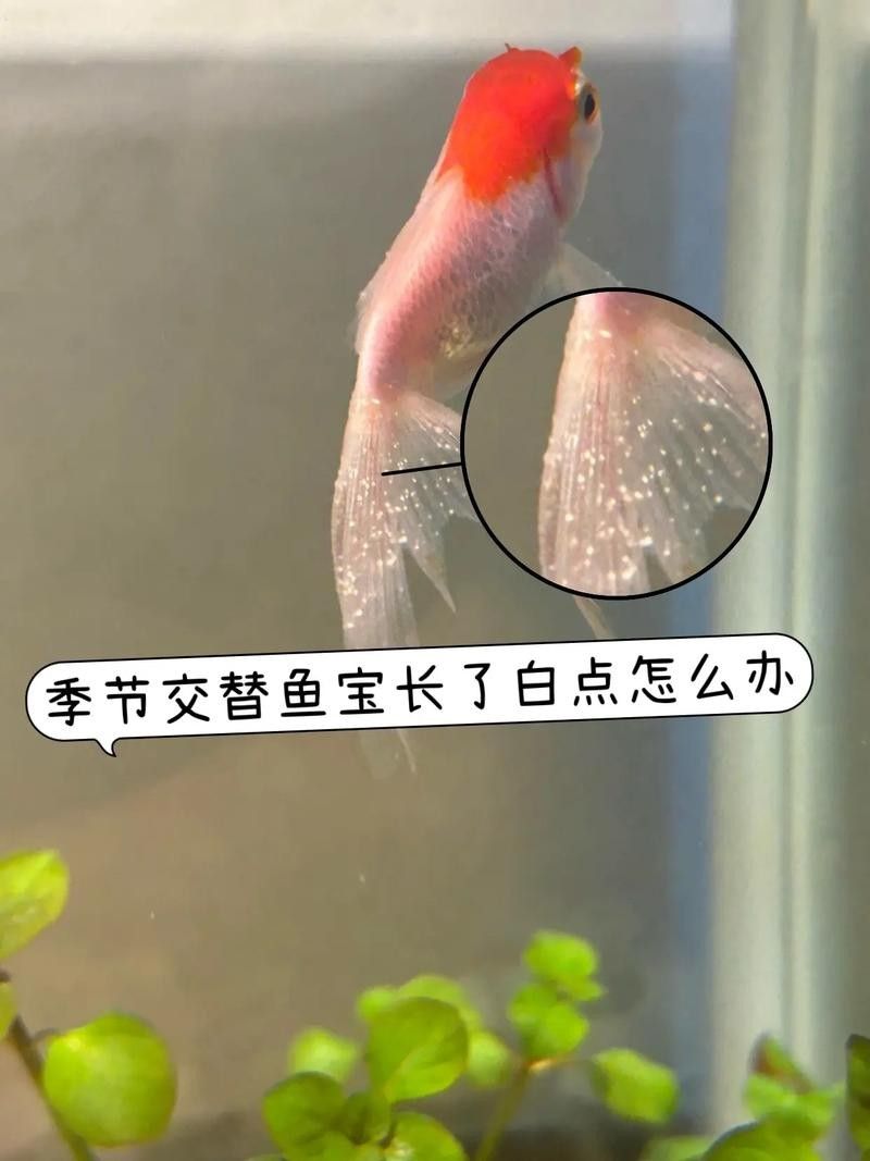 銀龍魚身上長白點(diǎn)了怎么辦圖片