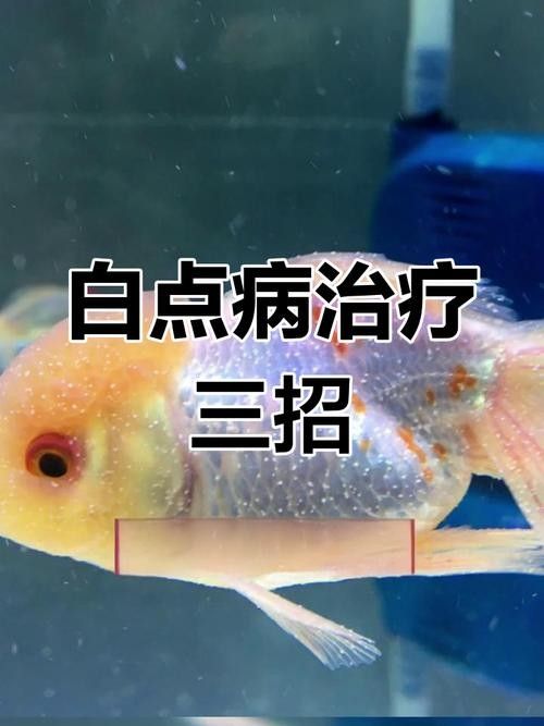 銀龍魚身上長白點(diǎn)了怎么辦圖片