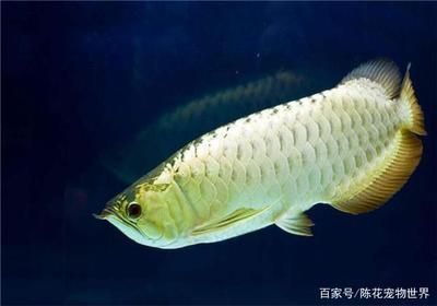 龍魚成年需要多久：龍魚成年時間受到多個因素影響，龍魚成年需要多久 龍魚成年需要多久：龍魚成年時間受到多個因素影響，龍魚成年需要多久 龍魚百科 第2張