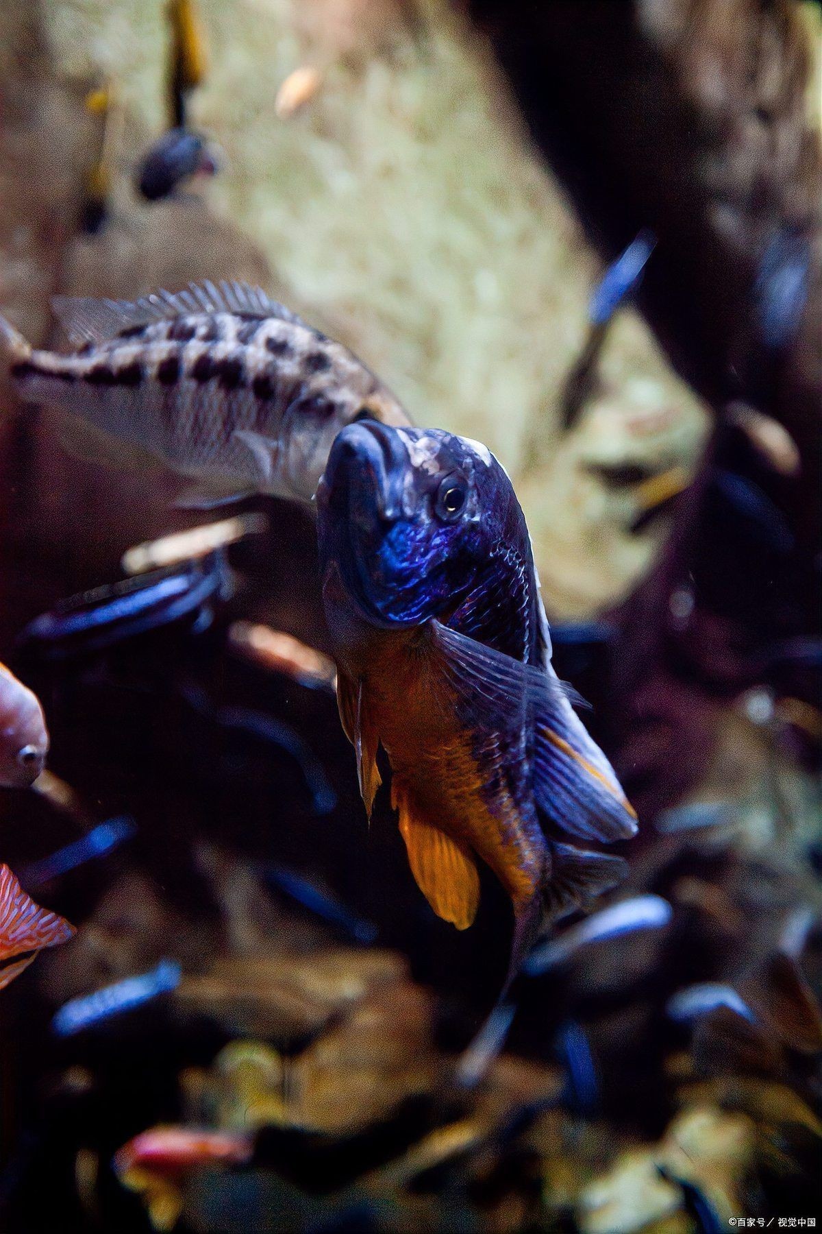 六角龍魚白斑能活多久 六角龍魚白斑能活多久 龍魚百科 第2張