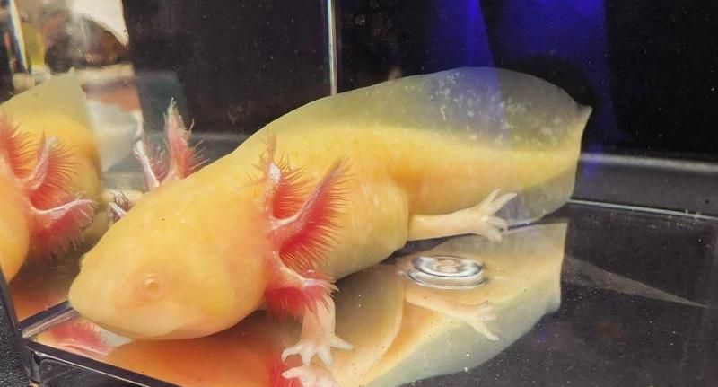六角龍魚白斑能活多久 六角龍魚白斑能活多久 龍魚百科 第3張