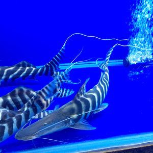 鴨嘴龍魚（鴨嘴龍魚是一種美麗且有趣的觀賞魚）