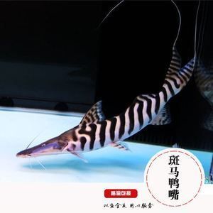 鴨嘴龍魚（鴨嘴龍魚是一種美麗且有趣的觀賞魚）