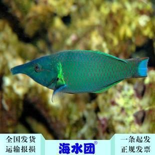 鴨嘴龍魚（鴨嘴龍魚是一種美麗且有趣的觀賞魚）