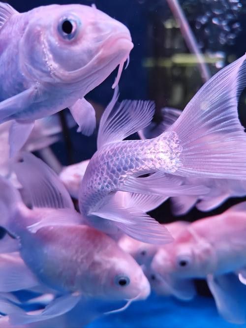 哈爾濱龍魚批發市場