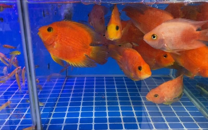 哈爾濱龍魚批發市場