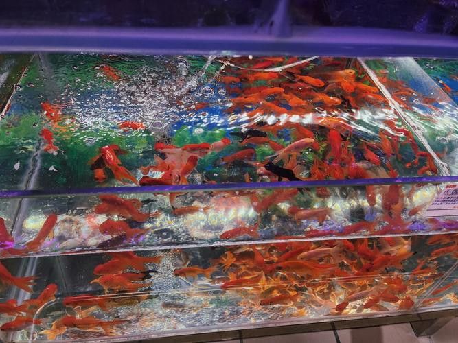 哈爾濱龍魚批發市場