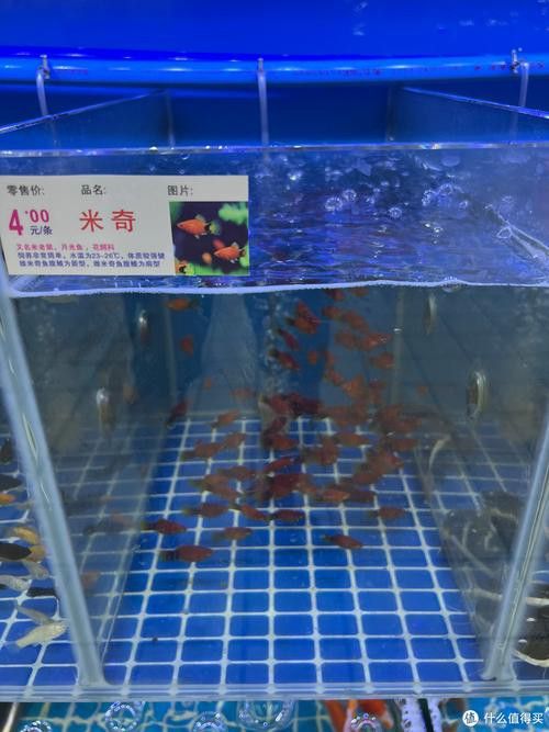 哈爾濱龍魚批發市場