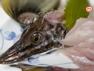 噴點菠蘿魚批發(fā):關(guān)于噴點菠蘿魚批發(fā)的一些信息 龍魚百科 第2張 噴點菠蘿魚批發(fā):關(guān)于噴點菠蘿魚批發(fā)的一些信息 噴點菠蘿魚批發(fā):關(guān)于噴點菠蘿魚批發(fā)的一些信息 龍魚百科 第2張