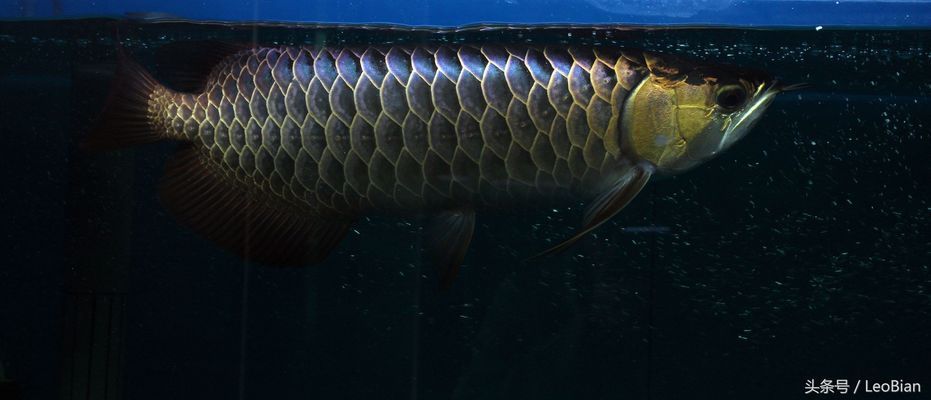 10000k色溫燈對龍魚：10000k色溫燈對龍魚發(fā)色的影響