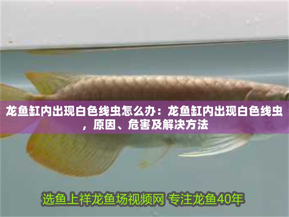龍魚缸內出現白色線蟲怎么辦：龍魚缸內出現白色線蟲，原因、危害及解決方法