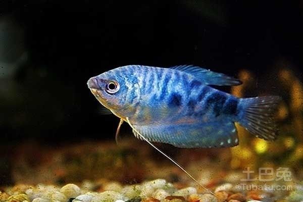 紅龍魚和藍(lán)龍魚哪個好養(yǎng)：紅龍魚和藍(lán)龍魚哪個好養(yǎng)紅龍魚和藍(lán)龍魚哪個好養(yǎng)