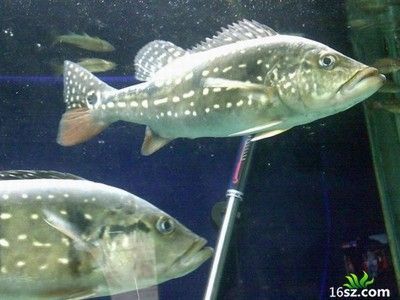 地圖魚(yú)和銀龍魚(yú)能混養(yǎng)嗎（地圖魚(yú)和銀龍魚(yú)可以混養(yǎng)嗎,混養(yǎng)需要注意些什么）