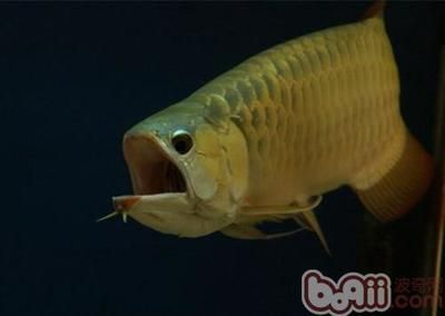 龍魚立鱗怎么治（如何判斷龍魚立鱗病的嚴重程度）