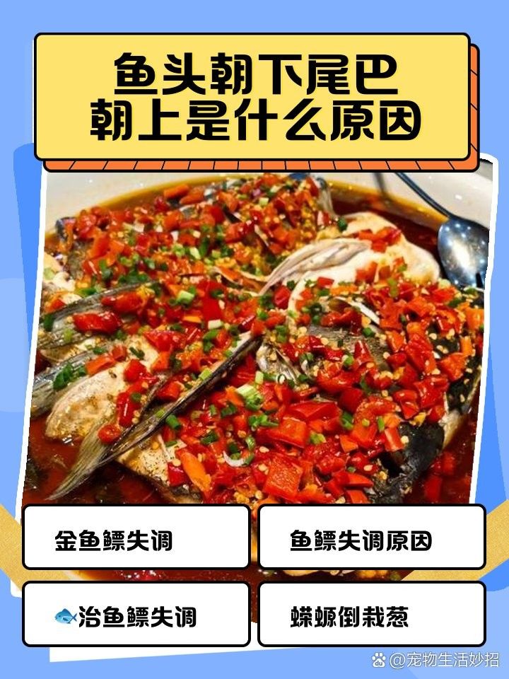 銀龍魚沉底尾巴向上翹正常嗎