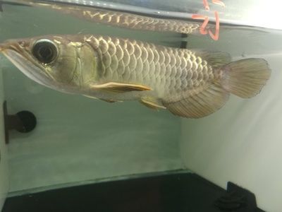 怎么樣防止龍魚兜嘴：養龍魚的一些基本技巧