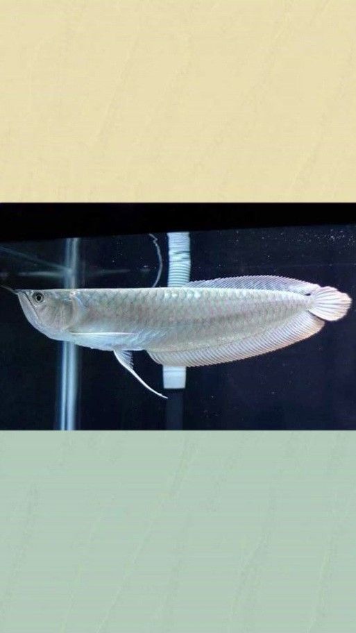 銀龍魚魚苗圖片大全