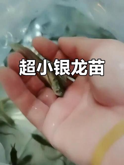 銀龍魚魚苗圖片大全