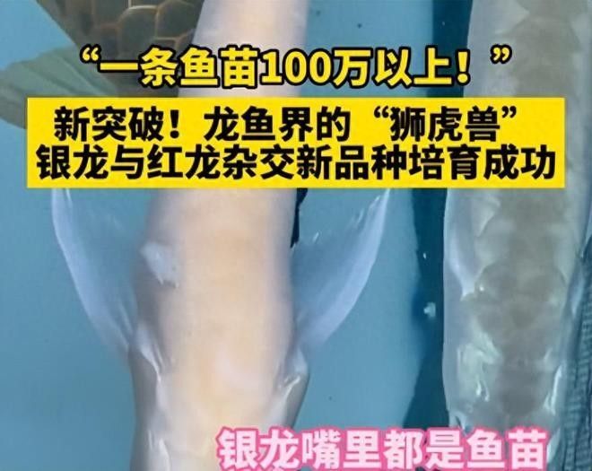 銀龍魚魚苗圖片大全