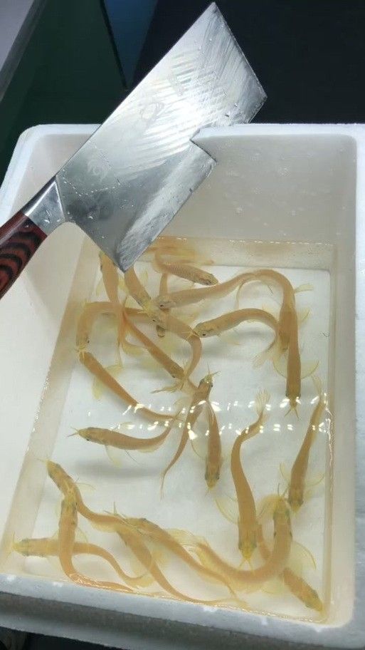 銀龍魚魚苗圖片大全