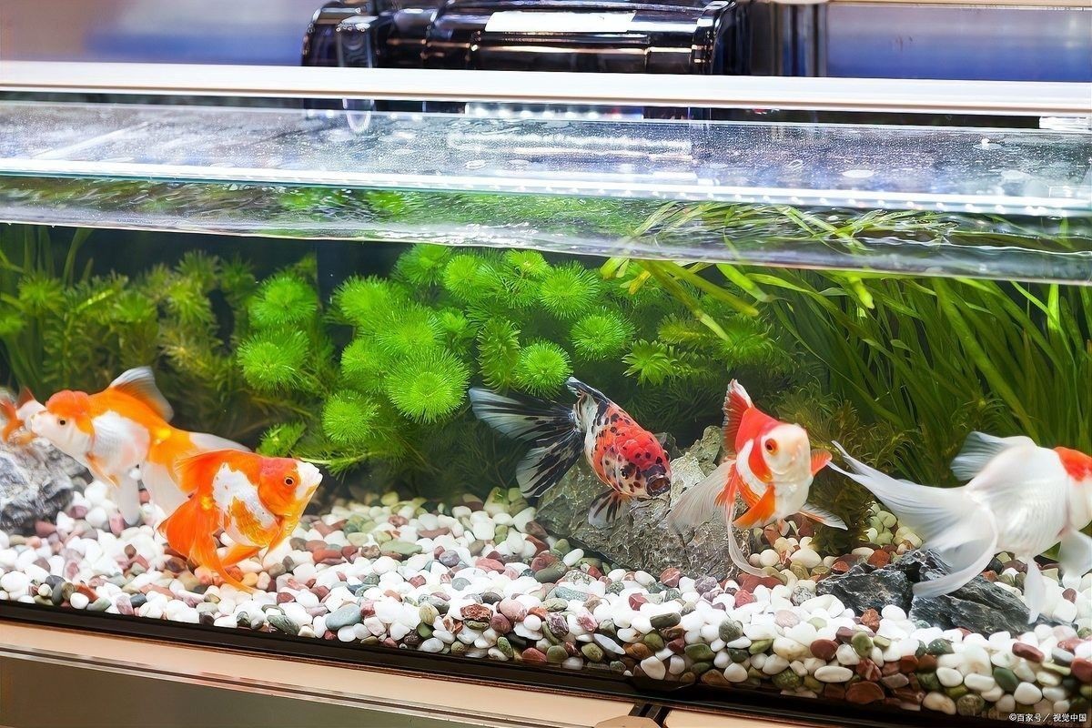 龍魚打架后多久可以合缸？ 龍魚打架后多久可以合缸？ 龍魚百科 第5張