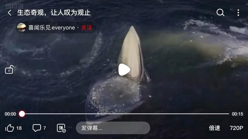 藍鯨的嘴巴有多大