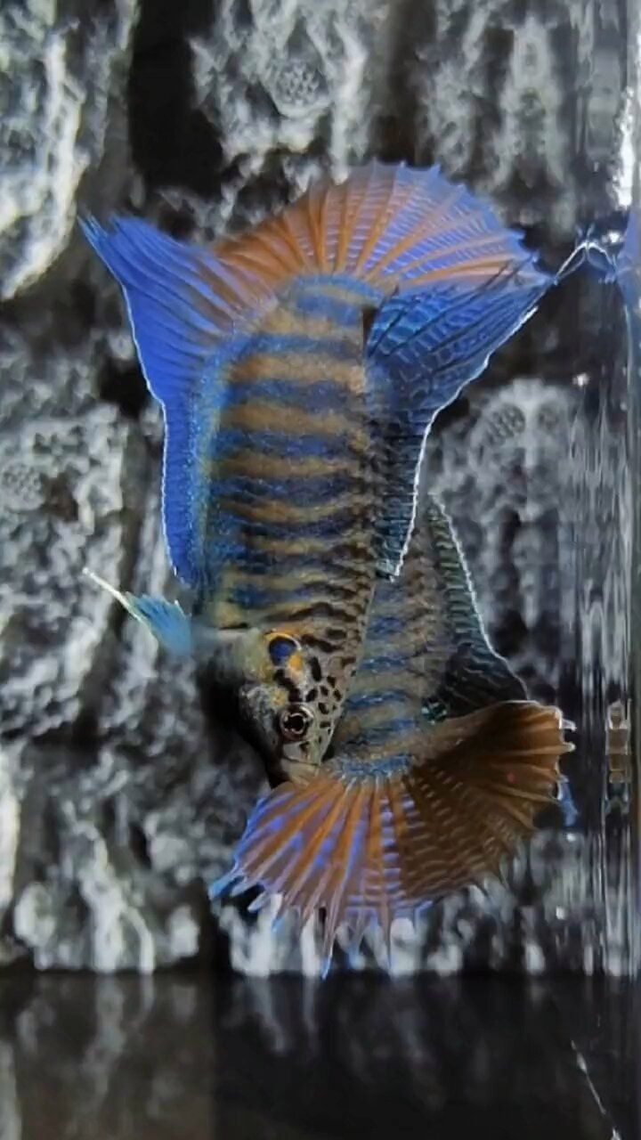 紅龍魚高清動(dòng)態(tài)壁紙