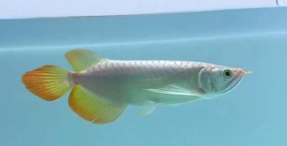 上海龍魚祥龍魚場：上海祥龍魚場