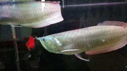龍魚混養打架不吃東西怎么回事：龍魚混養打架不吃東西怎么辦