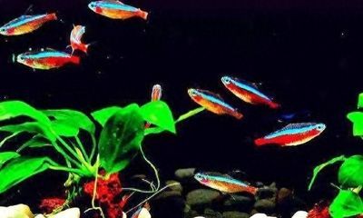 龍魚混養打架不吃東西怎么回事：龍魚混養打架不吃東西怎么辦