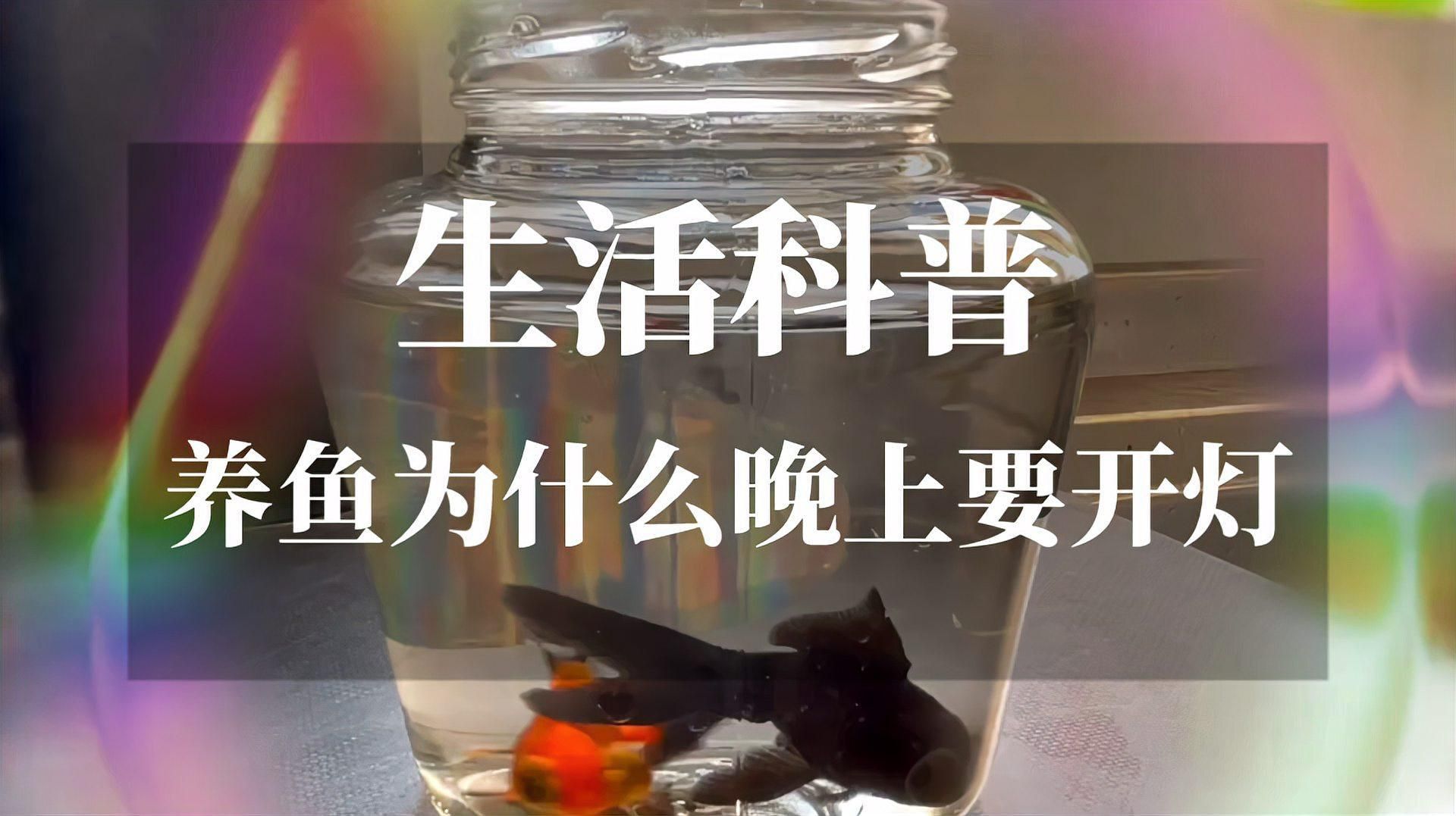 養魚為什么晚上要開燈