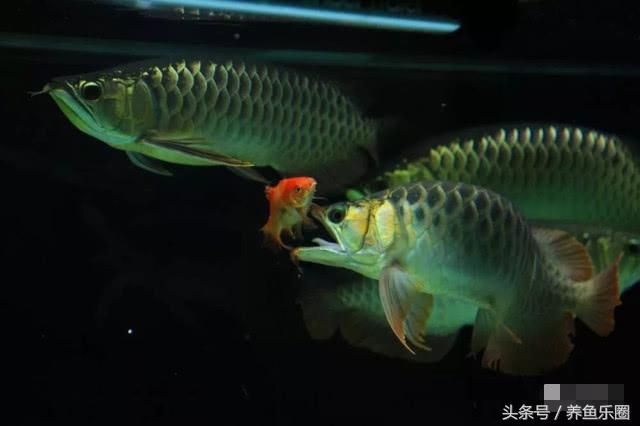 龍魚的外形描寫：風景圖集：龍魚