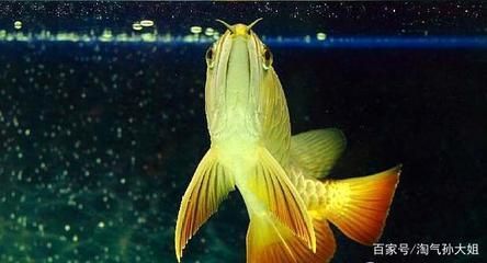 養龍魚時換水頻率是固定的，而是取決于多種因素，取決于多種因素：養龍魚幾天換一次水好還是幾天換一次水好