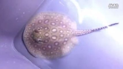 白子黑帝王魟魚(帝王魟魚飼養技巧,帝王魟魚市場價格趨勢) 龍魚百科 第4張 白子黑帝王魟魚(帝王魟魚飼養技巧,帝王魟魚市場價格趨勢) 白子黑帝王魟魚(帝王魟魚飼養技巧,帝王魟魚市場價格趨勢) 龍魚百科 第4張