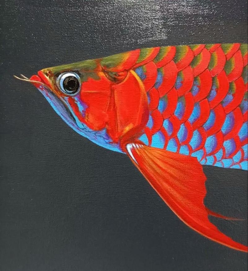 金龍魚圖案作業 金龍魚圖案作業 龍魚百科 第1張