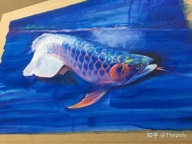 金龍魚圖案作業 金龍魚圖案作業 龍魚百科 第15張
