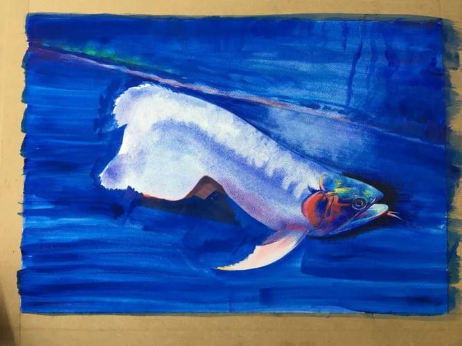 金龍魚圖案作業 金龍魚圖案作業 龍魚百科 第18張