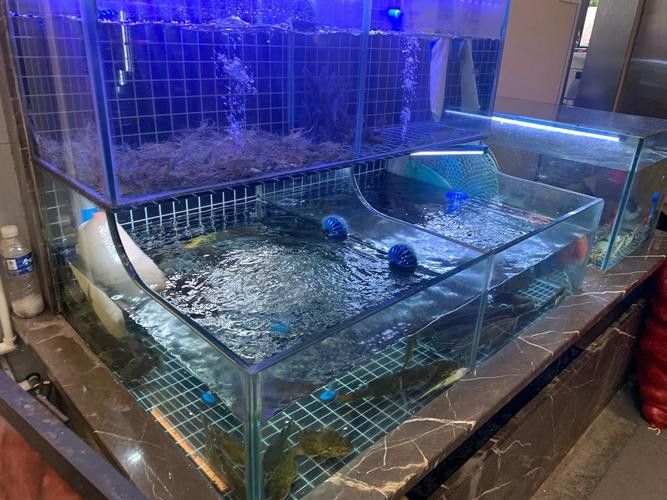 虎皮恐龍魚如何養才活久一點 龍魚百科 第5張 虎皮恐龍魚如何養才活久一點 虎皮恐龍魚如何養才活久一點 龍魚百科 第5張