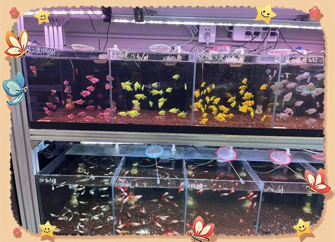 虎皮恐龍魚如何養才活久一點 龍魚百科 第1張 虎皮恐龍魚如何養才活久一點 虎皮恐龍魚如何養才活久一點 龍魚百科 第1張