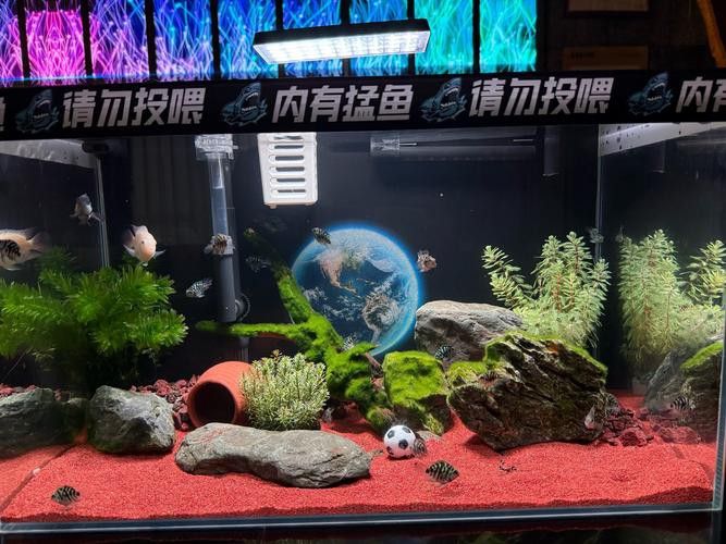 虎皮恐龍魚如何養才活久一點 龍魚百科 第3張 虎皮恐龍魚如何養才活久一點 虎皮恐龍魚如何養才活久一點 龍魚百科 第3張
