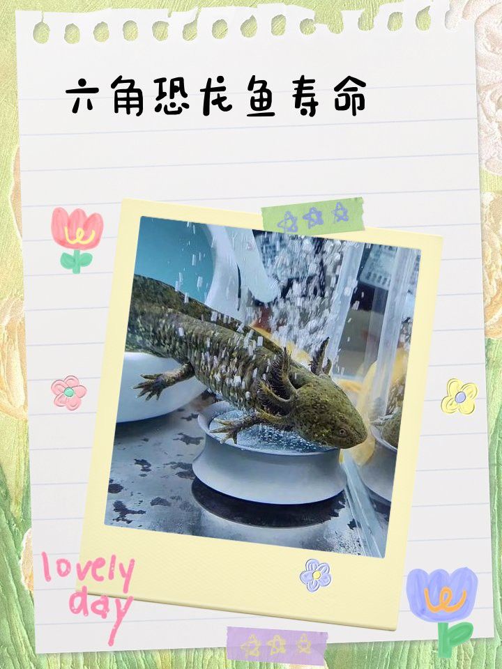 虎皮恐龍魚如何養才活久一點 虎皮恐龍魚如何養才活久一點 龍魚百科 第13張