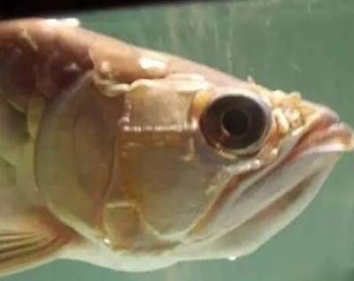 龍魚新入缸不開口下鹽：龍魚新入缸不開口下鹽是否下鹽，沒有必要額外添加海鹽 龍魚新入缸不開口下鹽：龍魚新入缸不開口下鹽是否下鹽，沒有必要額外添加海鹽 龍魚百科 第3張