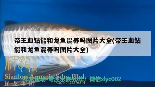 帝王血鉆能和龍魚混養(yǎng)嗎（帝王血鉆和龍魚可以混養(yǎng)嗎？） 帝王血鉆能和龍魚混養(yǎng)嗎（帝王血鉆和龍魚可以混養(yǎng)嗎？） 龍魚百科 第4張